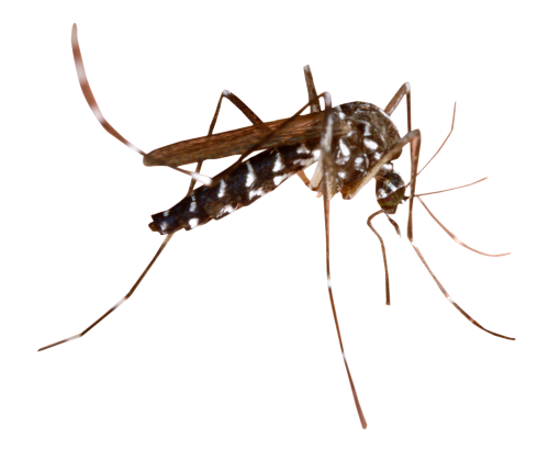 Dedetização de dengue na Granja Viana