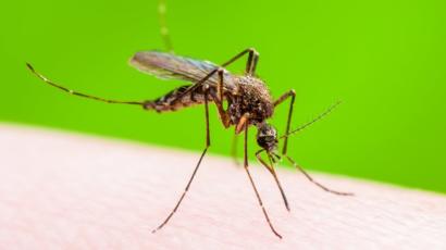 Dedetizadora de mosquitos na Granja Viana